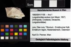 Foto (Objket + Etiketten) von Longodromites excisus (von Meyer, 1857) 